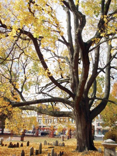 Dorchester's North Burial Ground: This maple tree embraces the burial ground. James Hobin photo